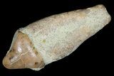 Rooted Fossil Sea Lion (Allodesmus) Tooth - Bakersfield, CA #175180-1